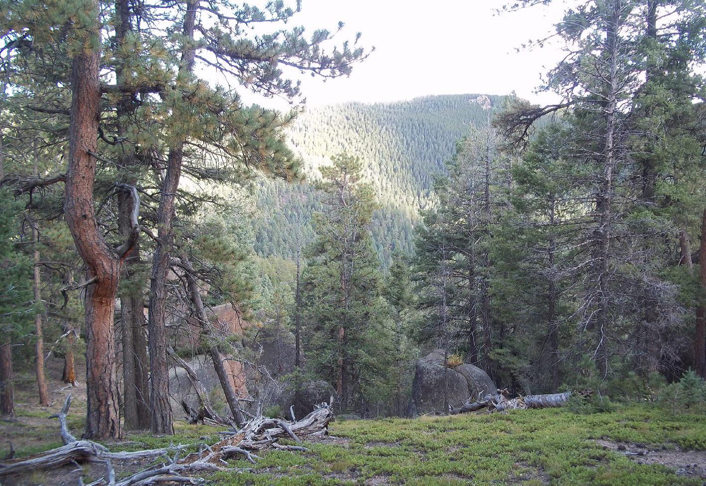 Camp Elim/Long Meadow Ranch Land Exchange Closes in the Pike National Forest, Colorado